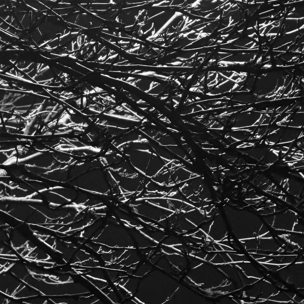 Branches at night