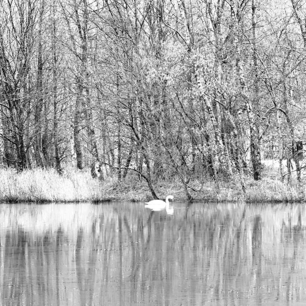 Annandale Water and a swan
